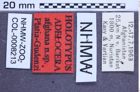 Etiketten zu Adelocera afghana (Platia & Gudenzi, 2002) (NHMW-ZOO-COL-0008213)